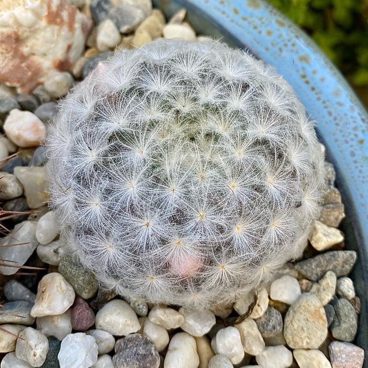 plant image 1454165