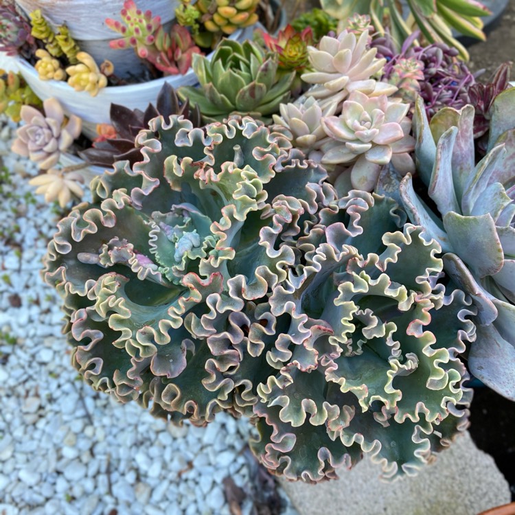 Plant image Echeveria Sea Dragon