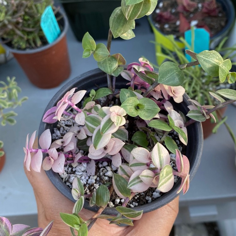 plant image 1457939