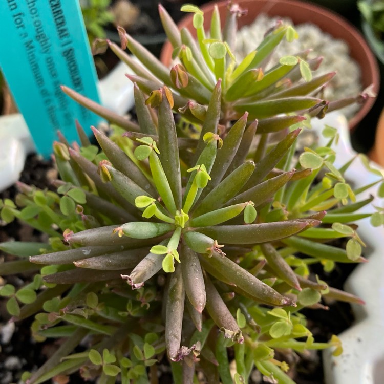 plant image 1459906