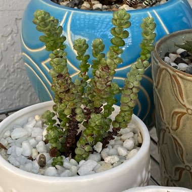 Crassula 'Baby's Surprise'