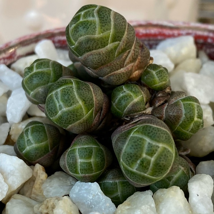 plant image 1461104