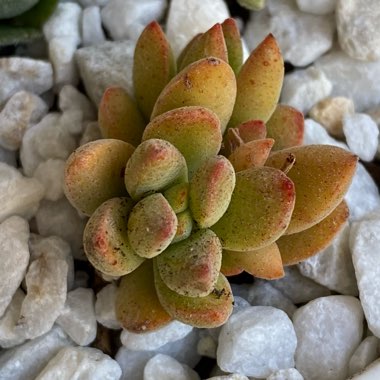 Crassula Ausensis subsp. Ausensis
