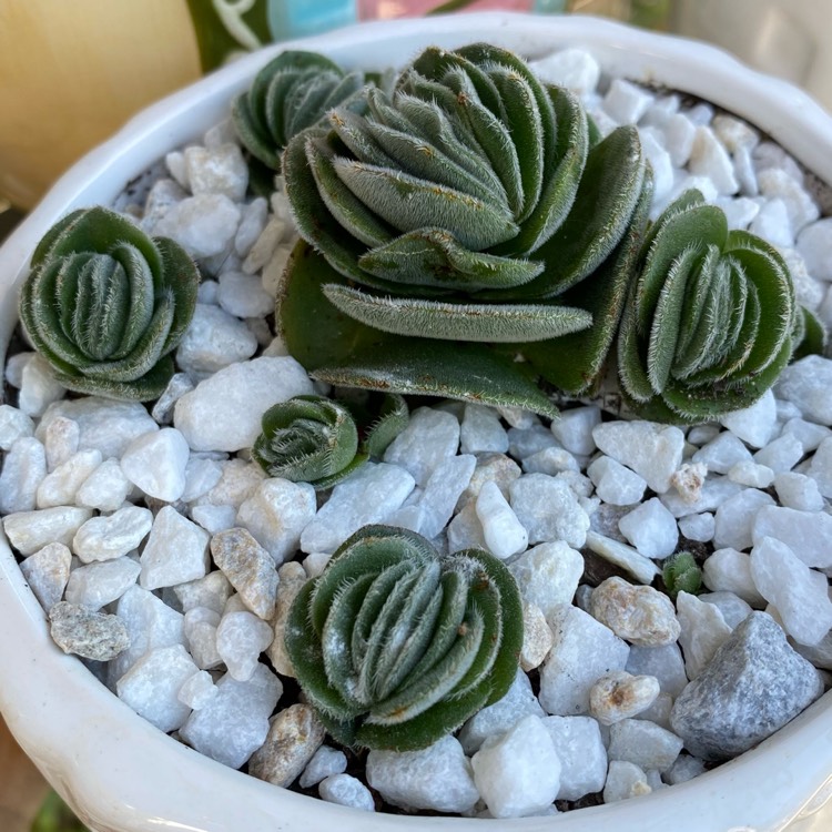 plant image 1466004 plant image 1466004