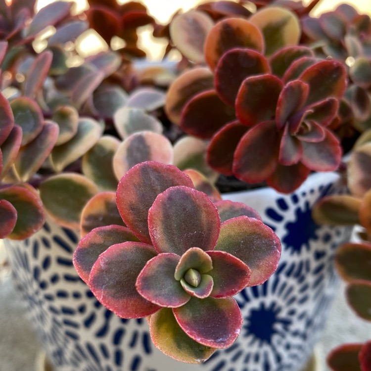 plant image 1466105 plant image 1466105