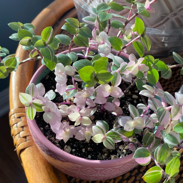 plant image 1466246