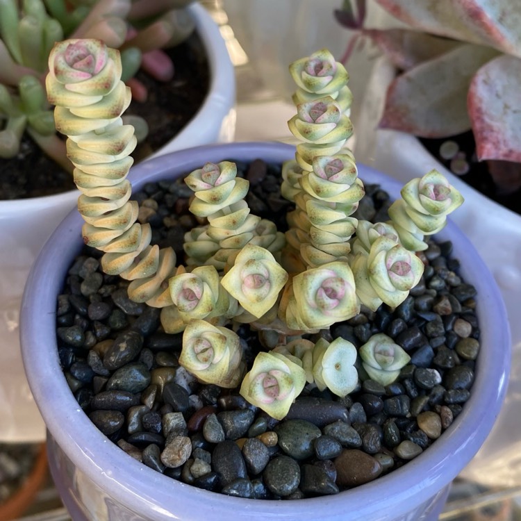 crassula babys necklace variegated