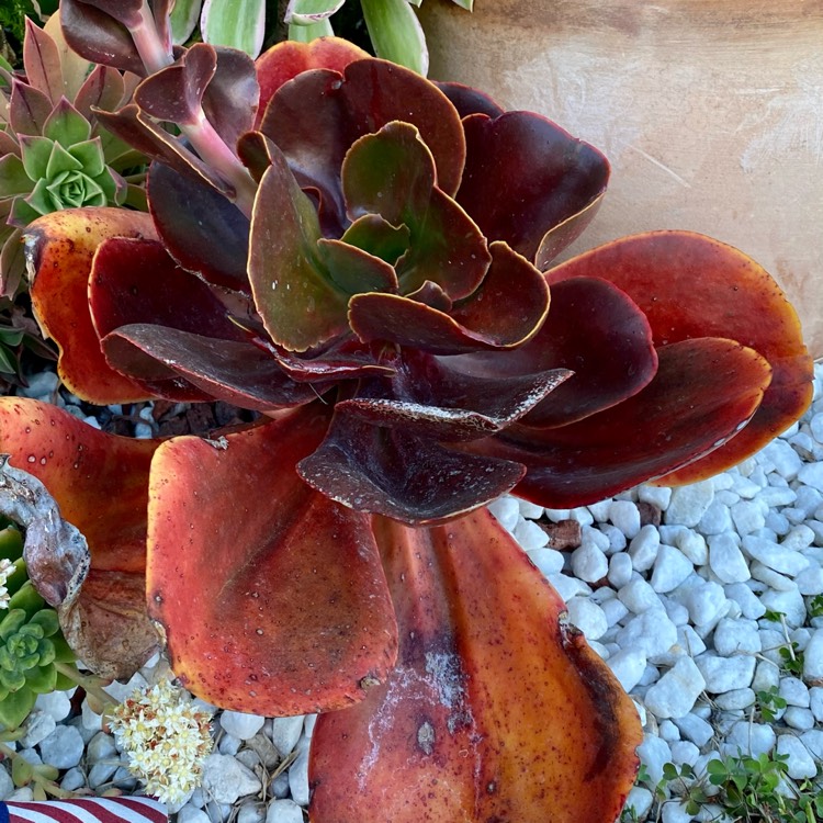 plant image 1467317