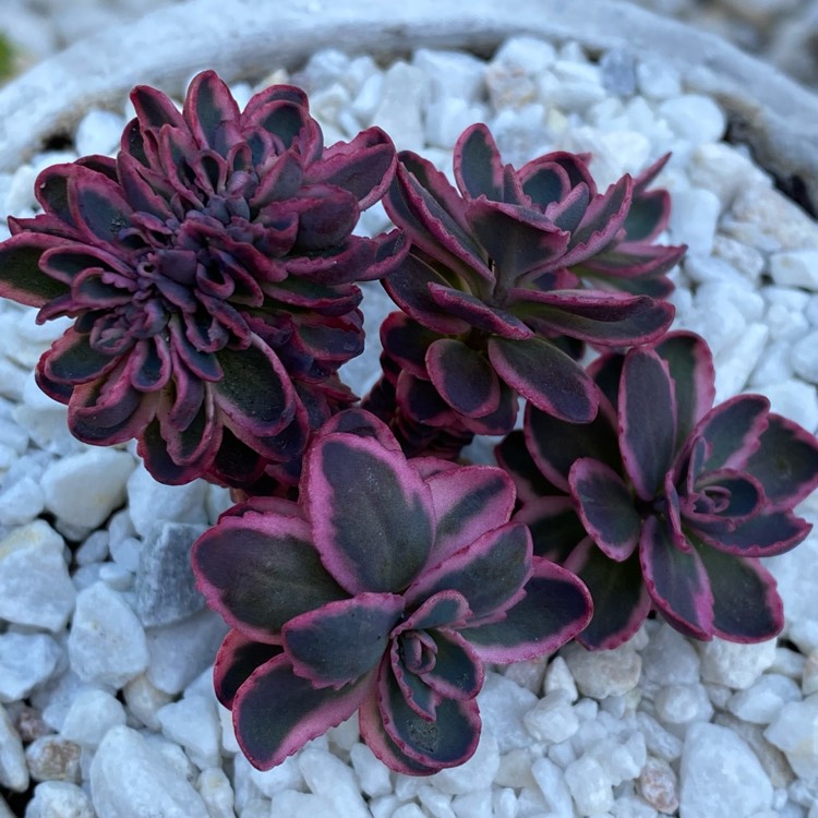 plant image 1467824 plant image 1467824