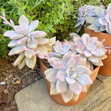 Graptopetalum Murasaki