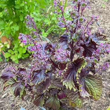 Perilla frutescens var. crispa 'Red'