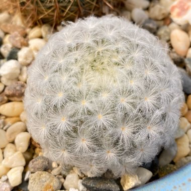 Mammillaria Herrerae