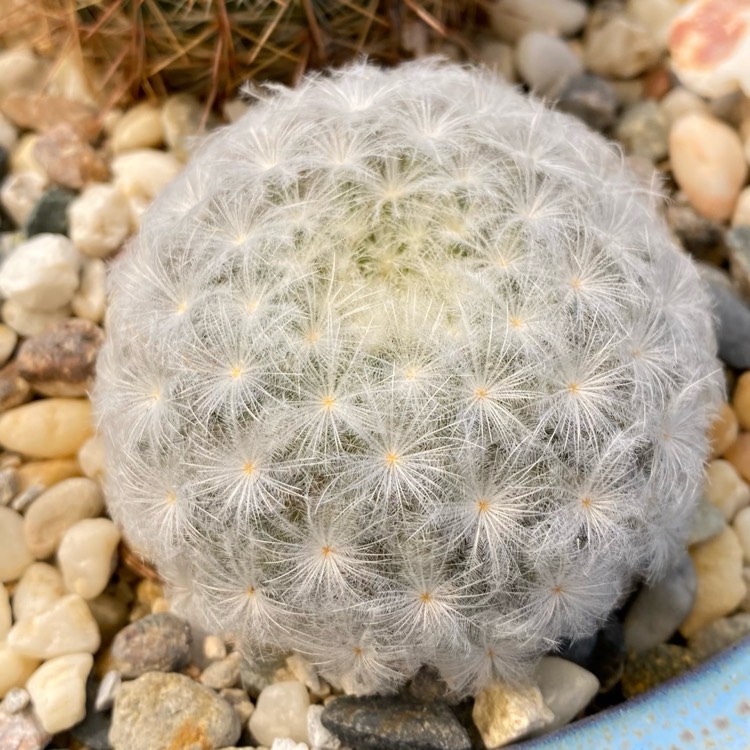 Plant image Mammillaria Herrerae