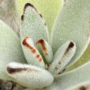 Kalanchoe tomentosa