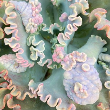 Echeveria Sea Dragon