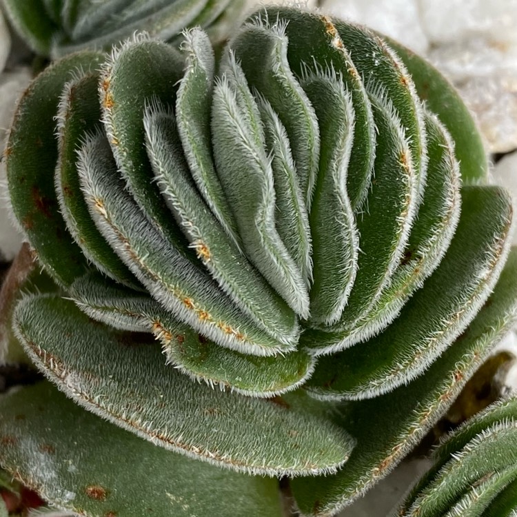 plant image 1469840 plant image 1469840