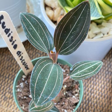 Ludisia discolor