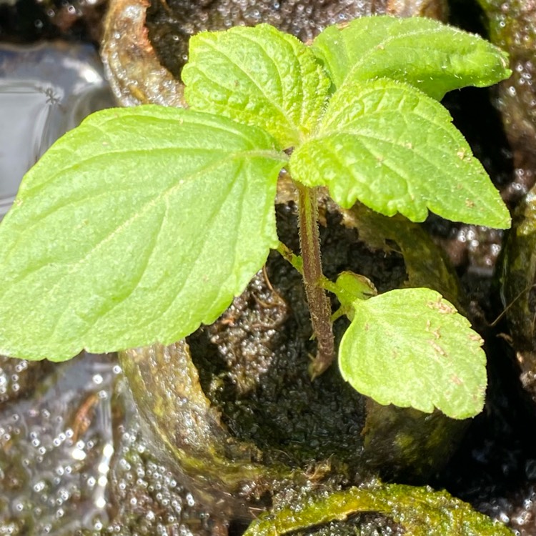 Plant image Perilla frutescens
