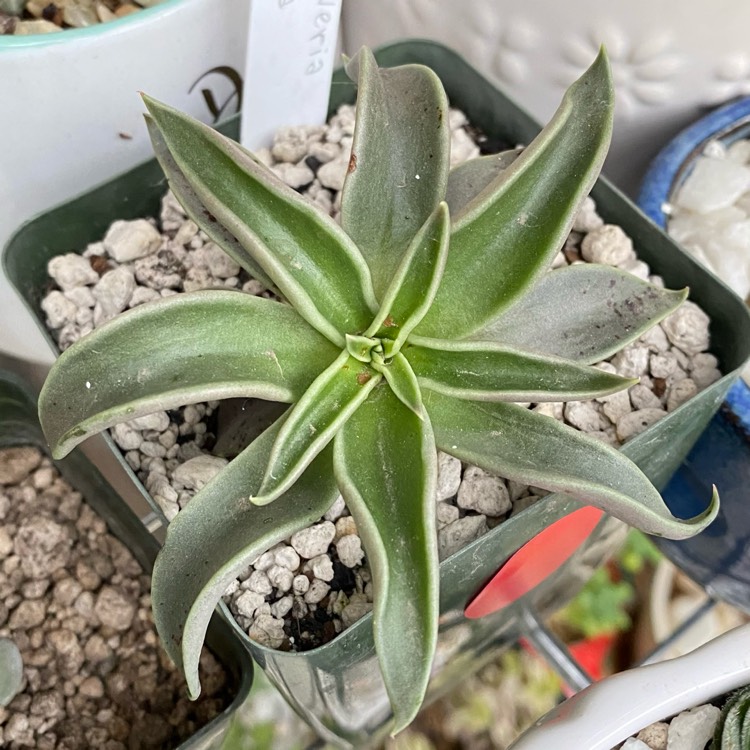 plant image 1470717