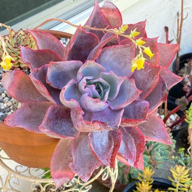 Echeveria Afterglow