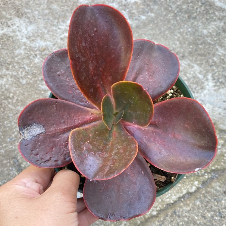 plant image 1472246