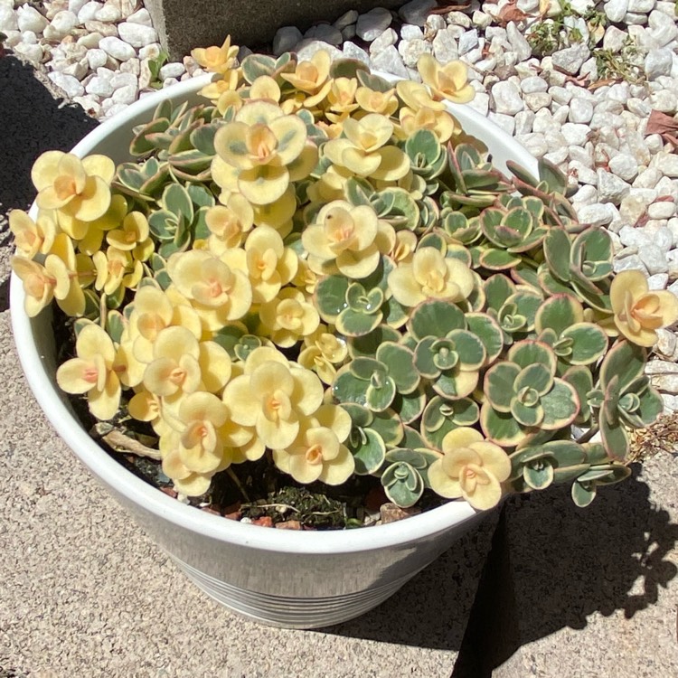 plant image 1473432 plant image 1473432