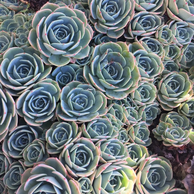 plant image 1473846 plant image 1473846
