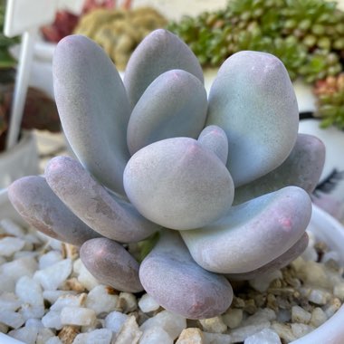 Pachyphytum Blue Haze