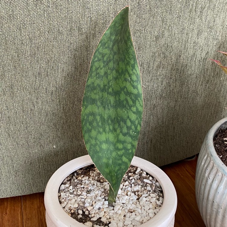 plant image 1474225
