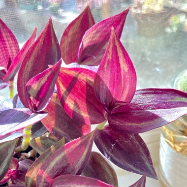 Tradescantia zebrina 'Quadricolor'