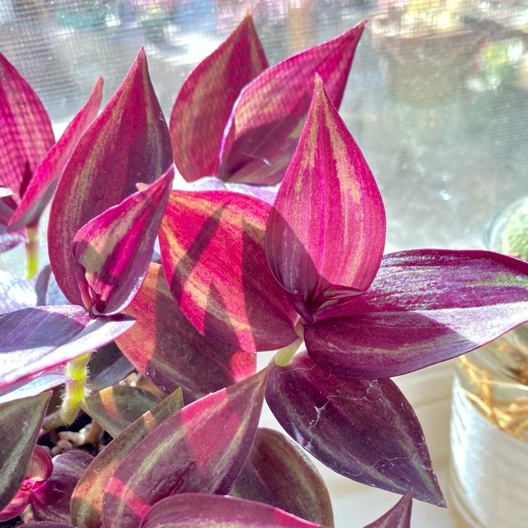 plant image 1475662