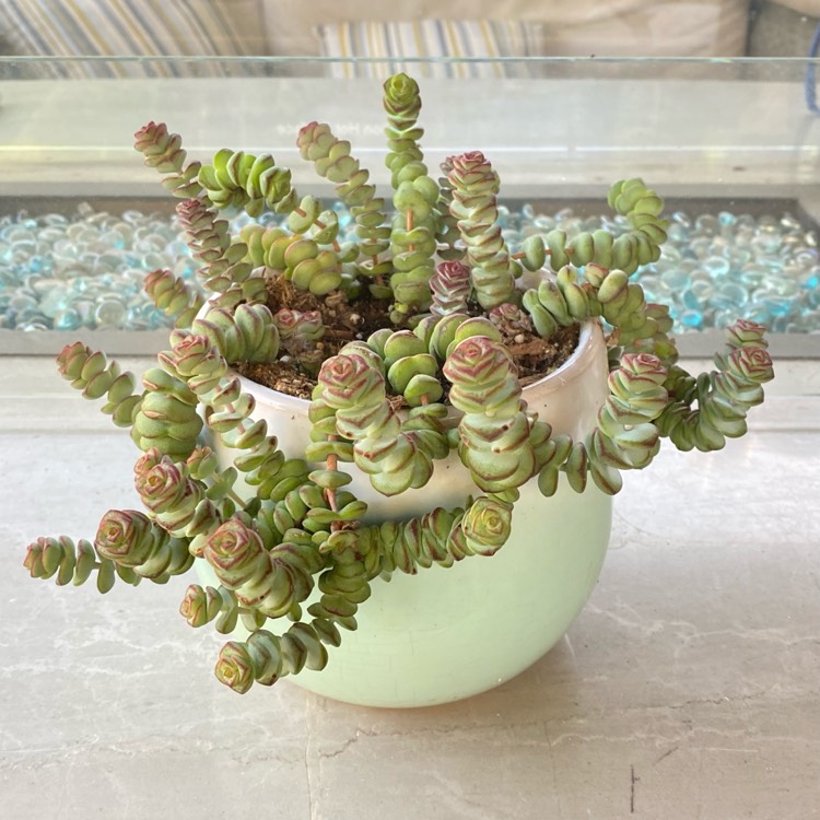 plant image 1476441