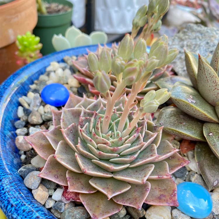 plant image 1477364