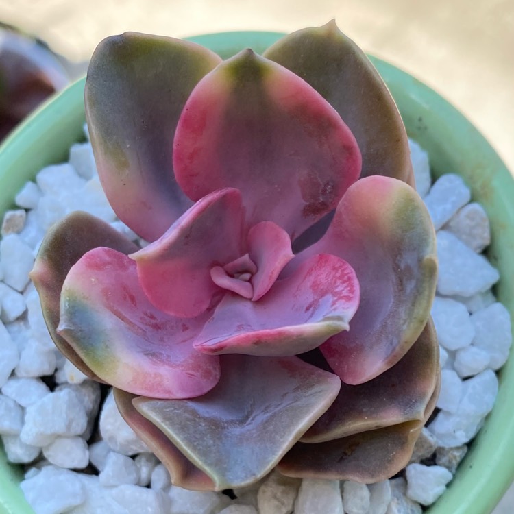 Plant image Echeveria Rainbow