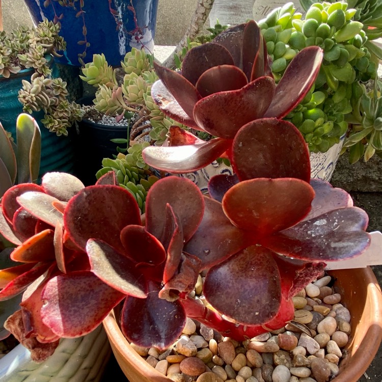 plant image 1480110