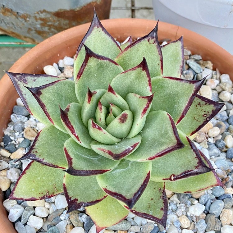 plant image 1481117 plant image 1481117