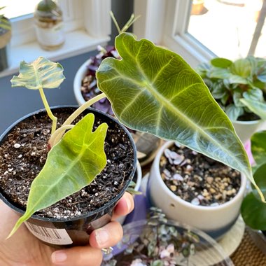 Alocasia x amazonica 'Polly'