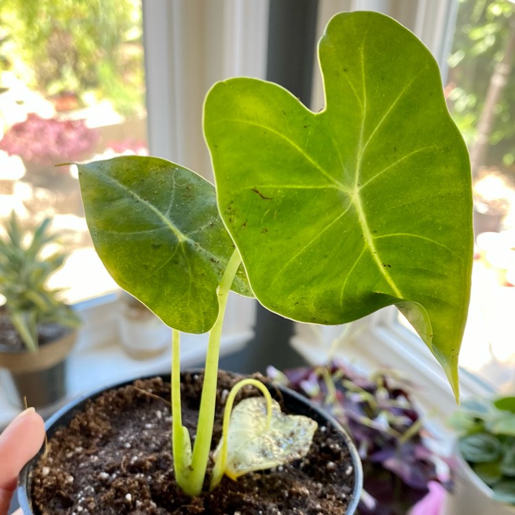 plant image 1481886