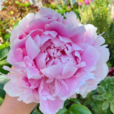 Paeonia lactiflora 'Immaculée'