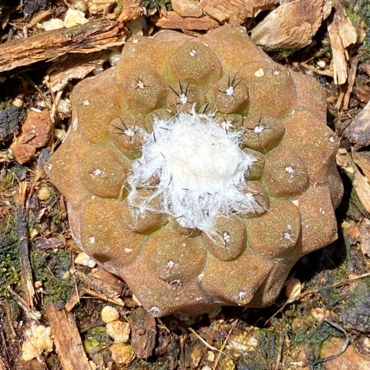 plant image 1482422