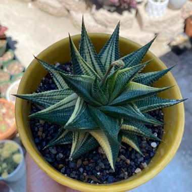 Haworthiopsis Limifolia var. Limifolia Variagata