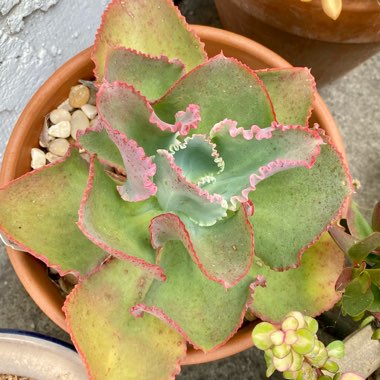 Echeveria Dick's Pink