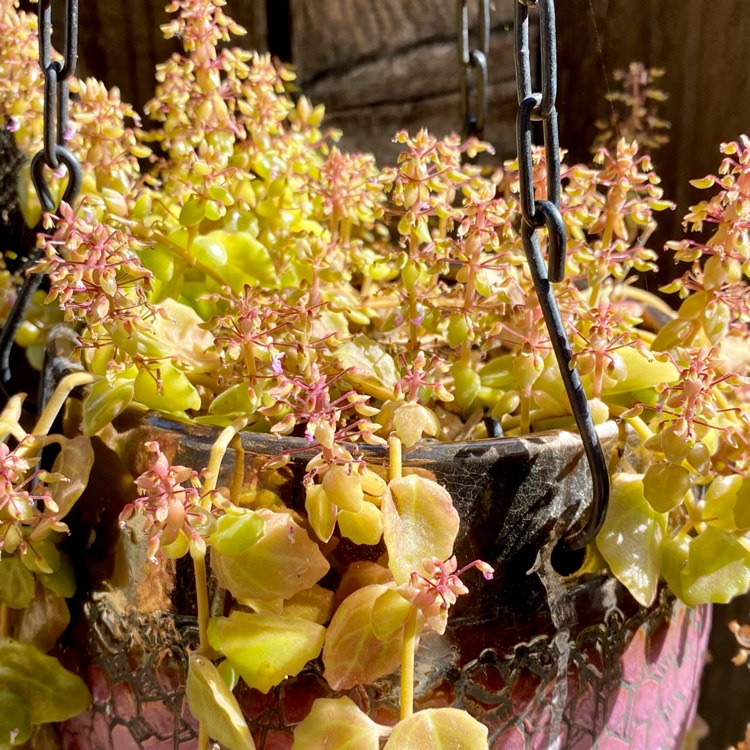 Plant image Coleus prostratus syn. Plectranthus prostratus