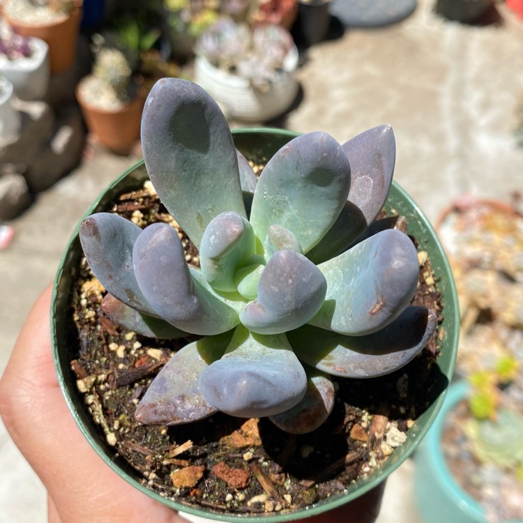 Plant image xSedeveria Blue Mist