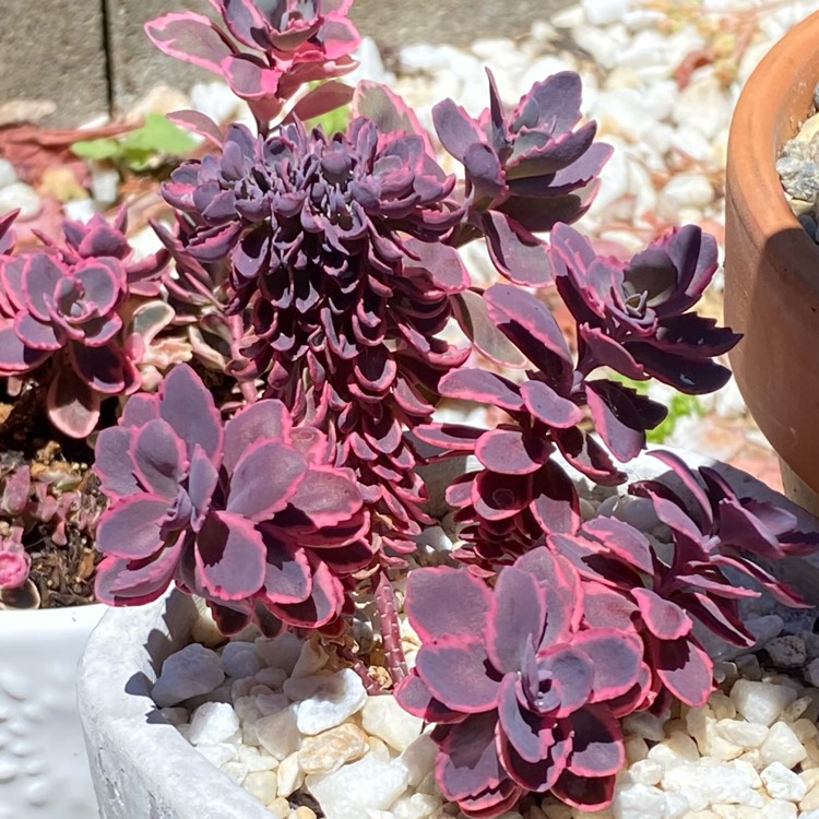plant image 1494626 plant image 1494626