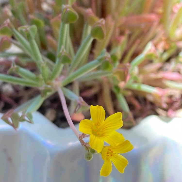 plant image 1495653