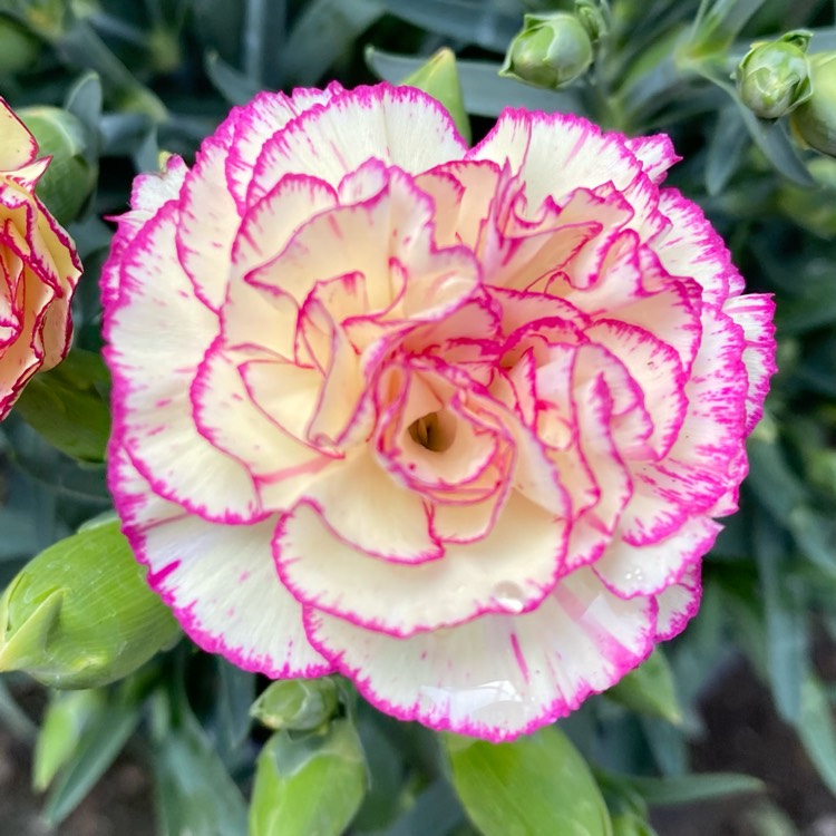 Plant image Dianthus caryophyllus 'Circus Clowns'