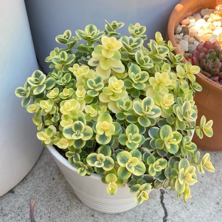 plant image 1496731 plant image 1496731