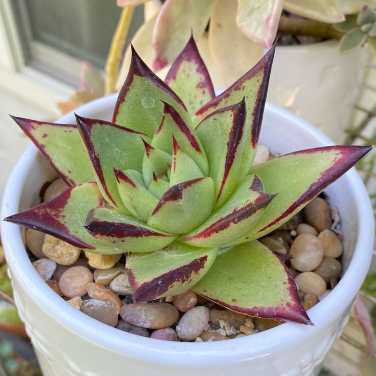 plant image 1496787 plant image 1496787