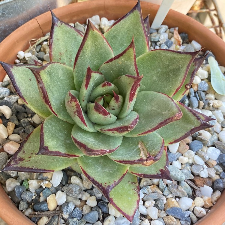 plant image 1496790 plant image 1496790